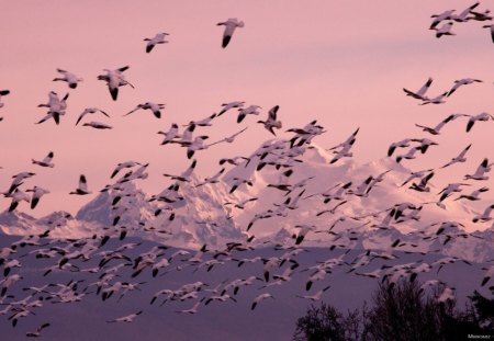 COMING ROUND THE MOUNTAIN - geese, birds, nature, flight, snow, mountains, migration