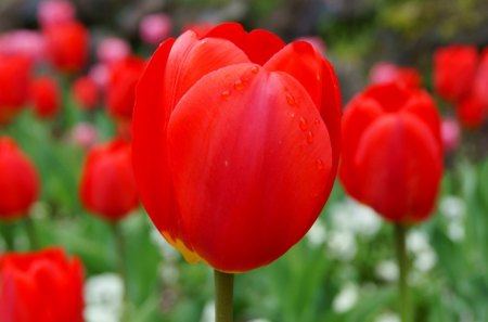 It's Ready for it's Closeup - red, tulips, close, flowers, leaves, stems, daylight, petals, trees, nature, colors, day, green