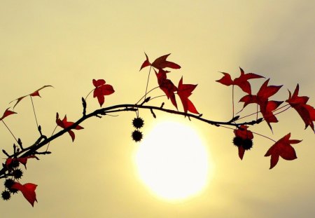 Branche Leaves in the Sun - scenery, brown, scene, viewsun, contrast, flowers, widescreen, nice, fruits, bottom, maroon, beauty, gold, colors, nature, picture, background, amazing, photo, leaves, red, golden, branches, image, beautiful, photography, scenic, morning, cool, cenario, awesome, cena, day, leaf