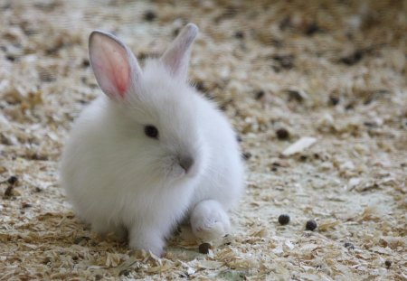 Cute White Bunny - rabbit, photography, photoshop, small, bunny, baby, sweet, white, cute, adorable