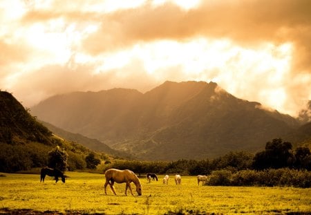 Horses at sunset - animal, field, horse, sunrise