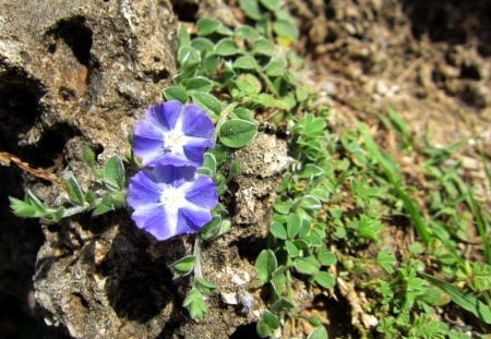 Small wild flowers on the cliff - tiny, pretty, on the cliff, wild flowers