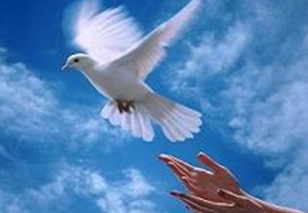 Flight to freedom - freedom, hands, dove, flight