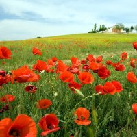 Poppies Field