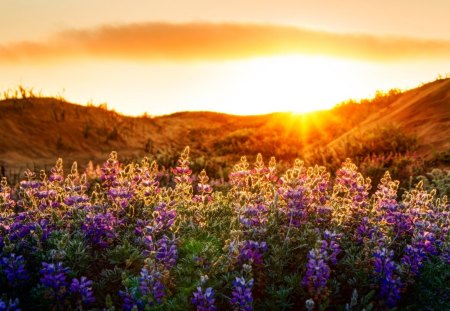 Sunset over the Mountains - horizon, baker beach, sun rays, sunflowers, beach, first sun rays, bright light, sunrise, flowers, american, waterfront, sky line, woods, sun, fields, lupines, red flowers, colorful, glowing, sunset, san francisco, rays, bright, california, sexy