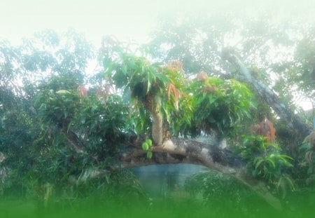 Mango - scenic, mango, scenery, green