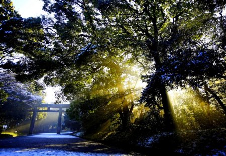 FOREST PARK - sunburst, entrance, forest, park, shine