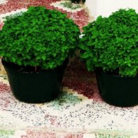 The King of Herbs