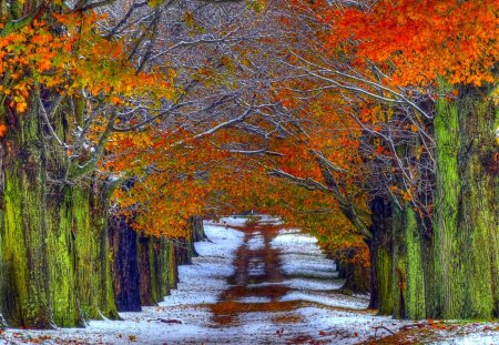 NATURE's SHELTER - autumn, trees, forest, allley, colors, path