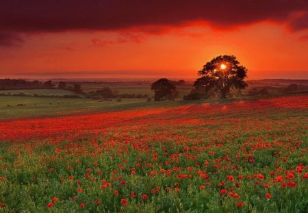 Poppies Sunset - nature, image, sunset, poppies