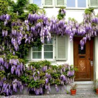 wisteria house