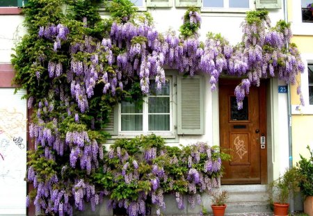 wisteria house - architecture, wiseria, flowers, house