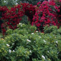 Beautiful Rose Flowers