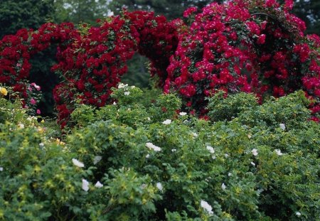 Beautiful Rose Flowers - flowers, nature, beautiful, rose arch