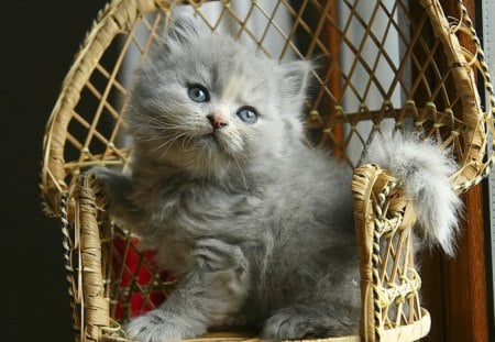 Pet photo - wicker, room, photo, sweet, home, cat, chair, fluffy, pet, grey, animal, kitten, blue eyed, cute, adorable, kitty