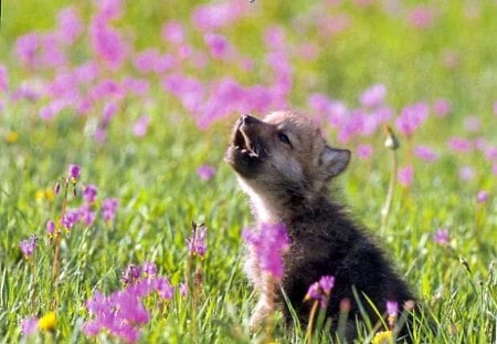 A song for Glyn - wolf, purple, field, flowers, grass, howling, pup