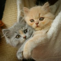 Two fluffy friends in towel