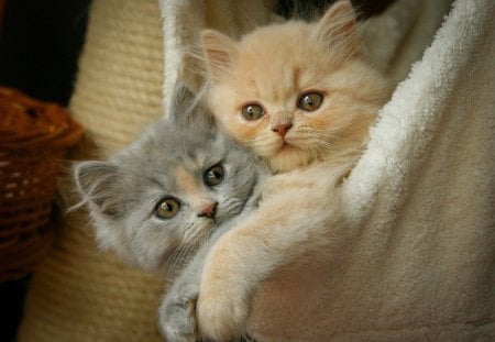 Two fluffy friends in towel - room, towel, paws, sweet, playing, fluffy, buddies, kittens, look, two, blue eyed, cute, cats, friends, adorable, kitties