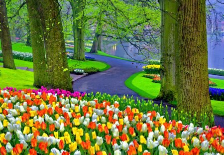 Lovely park flowers - nice, trees, colorful, tulips, greenery, pretty, green, alleys, garden, harmony, branches, rain, summer, lovely, nature, forest, beautiful, flowers, colors