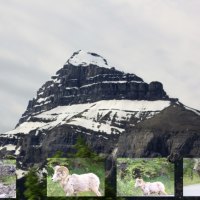 Goat at the mountain Banff Alberta