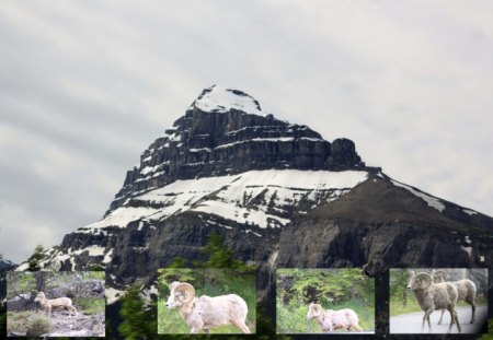 Goat at the mountain Banff Alberta - trees, mountain, snow, goat