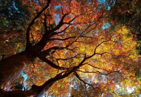 Old Giant Tree - sunlight, giant, tree, old