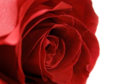 Red Rose - red, flower, nature, rose