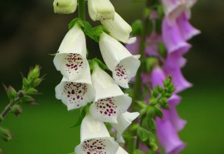 My garden - white, nice, summer, pink