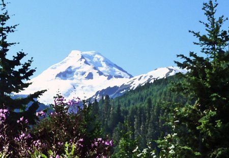 Mount Baker - artistic, trees, fireweed, volcano, pacific northwest, forest, washington, painting, dramatic, mountains, sky