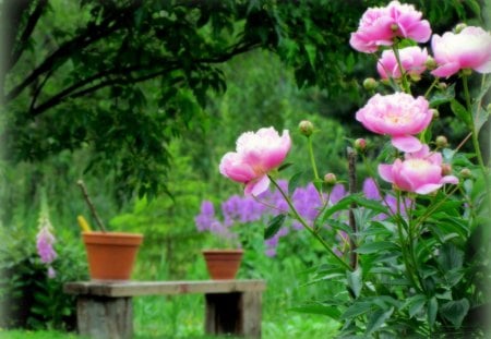 My garden - green, garden, peaceful, harmony