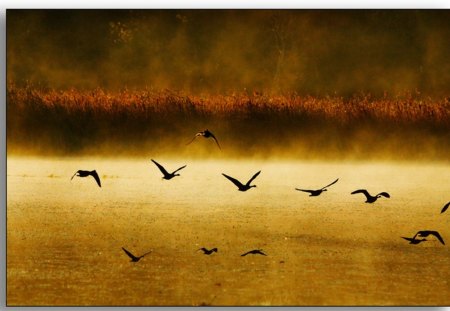 Bird Escape - lake, escape, photo, bird, gold