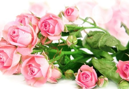 Pink Roses