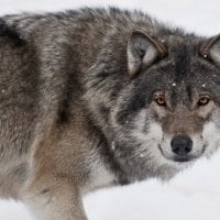 the grey wolf