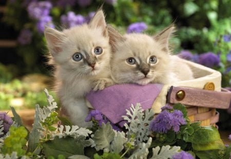 Playful Kitten - flowers, basket, small, cats, plants