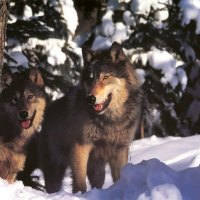 Wolves in Winter