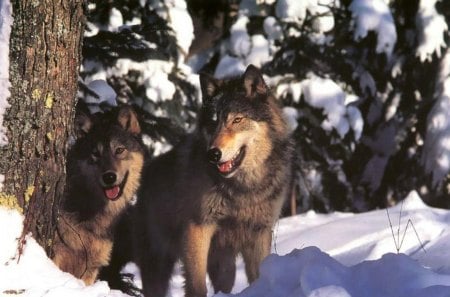 Wolves in Winter - predator, forest, wild, snow