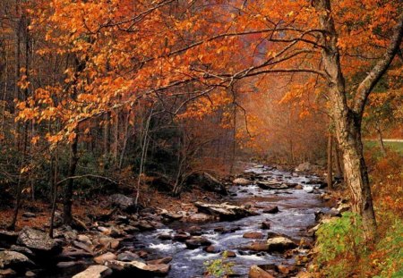 Autumn Babbling Brook - autumn, trees, day, water, nature, forest, river, leaves, orange, rock, colors, grass