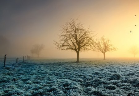 Sunset tree - nature, landscape, winter, tree, sunset