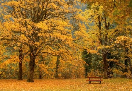 autumn maples in newhalem washington - maples, forest, picnic table, autumn