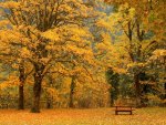 autumn maples in newhalem washington