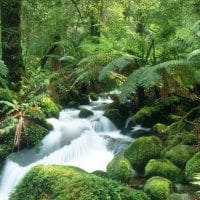 Yarra Ranges National Park,Victoria, Australia