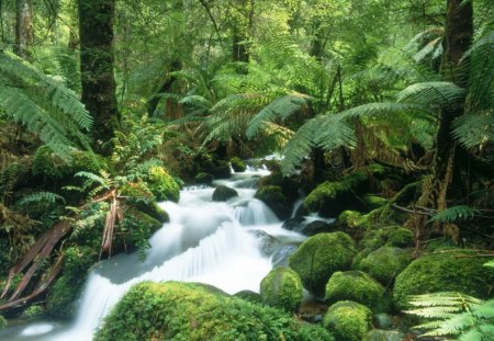 Yarra Ranges National Park,Victoria, Australia - falls, trees, light, day, water, waterfalls, white, nature, forest, rock