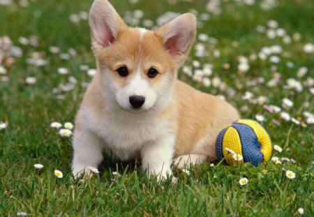 Pembroke Welsh Corgi - ball, animal, flowers, pembroke, yellow, tan, grass, blue, white, fur, nature, day, dog