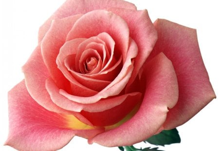 Pink rose - rose, flower, pink, single