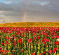 Poppies