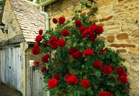 Wonderful climbing rose - climbing rose, rose, red, house wall