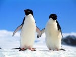 adelie-penguins