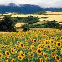 Sunflowers Field