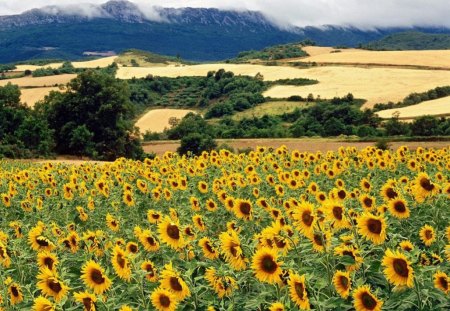 Sunflowers Field - nature, sunflowers, field, flowers