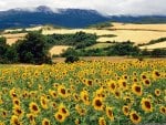 Sunflowers Field